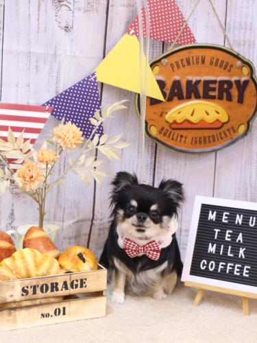 20240907プリンちゃん